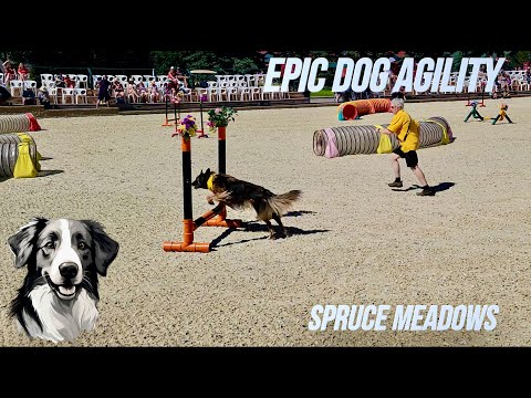 Epic Dog Agility at Spruce Meadows | Fast Runs, Jumps & Pure Fun!