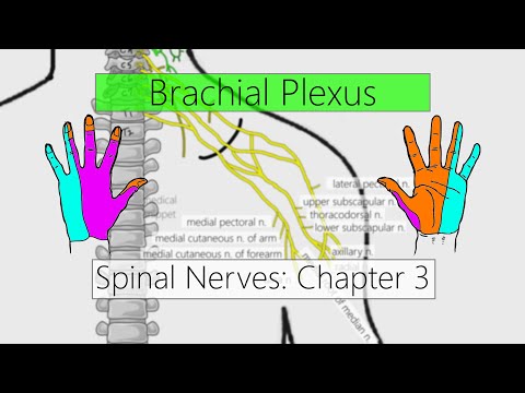 Brachial Plexus | Nervous system | 4K | Spinal nerves: Chapter 3