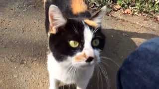 preview picture of video 'かわいい、足にすりすり、なつくねこ　　 Friendly cat'