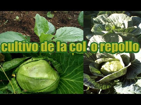 , title : 'CULTIVO DE REPOLLO / como cultivar repollo'
