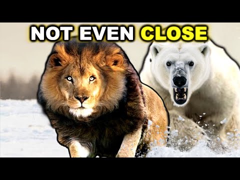 POLAR BEAR vs LION - Not Even Close