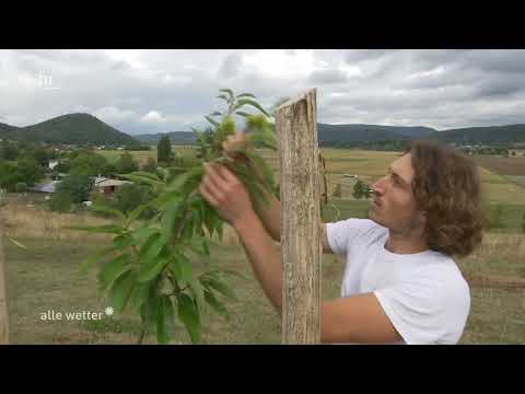 Projekt vom 09.09.2022 "Innovative Vertikalbewässerung für Agroforstmodellprojekt auf dem Werragut"