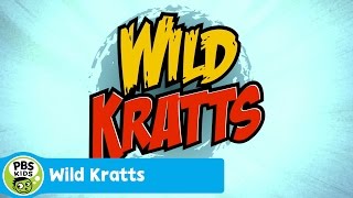 Wild Kratts op