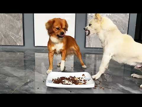 Two dogs fight over food