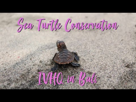 A Day in the Life of a Sea Turtle Conservation Volunteer in Bali with IVHQ