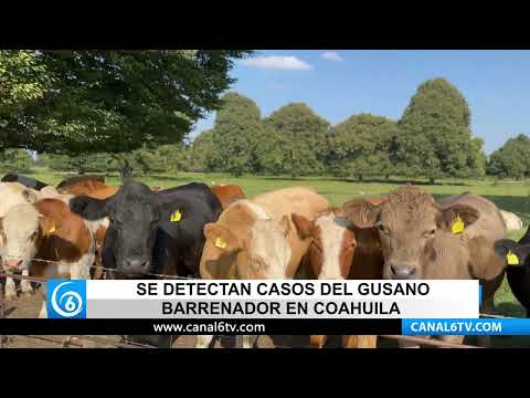 Video: Aumentan casos de gusano barrenador en Coahuila y crece preocupación en sector ganadero
