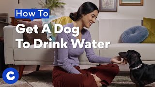 How To Get A Dog To Drink Water | Chewtorials