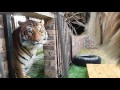 Tigers Fight This Is Why You Don T Fight Them