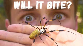 CREEPY BANANA SPIDER! Will It Bite?