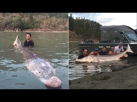 Teen Reels In 650 Pound ‘Pig Nose’ Fish Who’s Been A Town Legend For 40 Years
