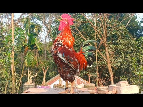 Top Best Rooster Crowing Sound Effects Compilation Plus - Funny Chicken Noises - Rooster Noises