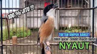 Download lagu cendet gacor JITU TOETAN SUPER MEWAH,, PANCINGAN CENDET AGAR BUNYI bikin BURUNG PENTET GACOR NYAUT mp3