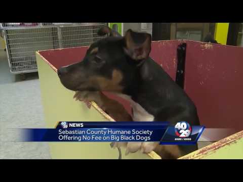 ‘Black Dog Syndrome’ impacting local shelters