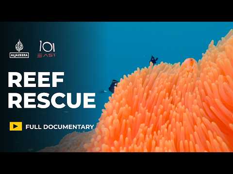 Can “super coral” and cooling the sea, save reefs from climate change? | 101 East Documentary