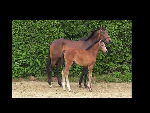 Fohlen von Hickstead White