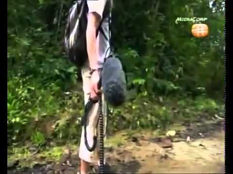 [National Geographic] Loris Documentary on the Slow Loris of Borneo Documentary