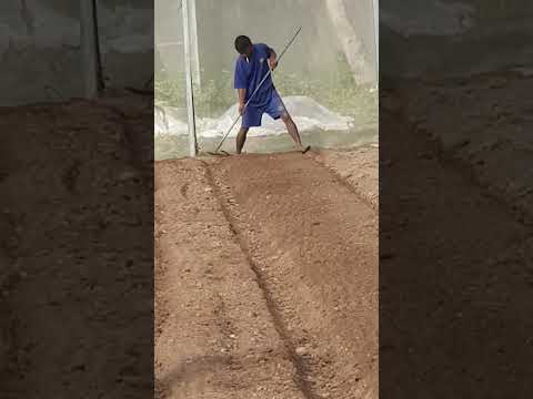 , title : 'Preparing the soil for new growing cabbage more #shorts #Alberto krish #cabbage'