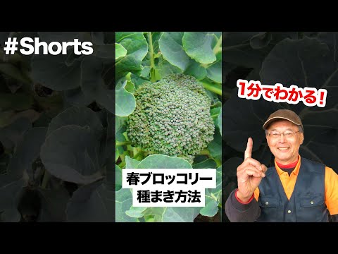  1月は庭で何をしましょうか？剪定、植え付け、種まき、農園の手入れ：私たちがすべてを教えます。  庭園