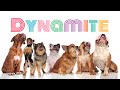 BTS - Dynamite | Dogs Puppies Cats Animal Cover | Song Army