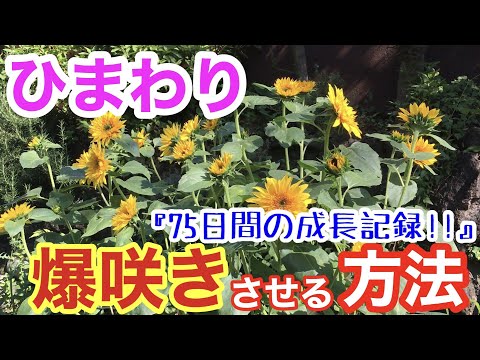 ヒマワリの種まきと植え付け:こうやって行われます 植物