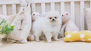 Video preview image #1 Pomeranian Puppy For Sale in SAN JOSE, CA, USA