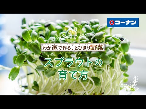 食用スプラウト – 利点、種類、育て方、レシピ、ヒント