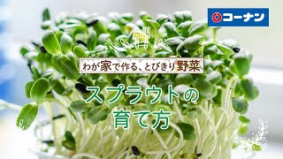 スプラウトの育て方