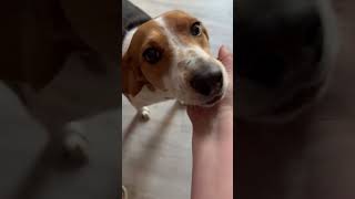 Video preview image #1 Beagle-Unknown Mix Puppy For Sale in Holly Springs, NC, USA