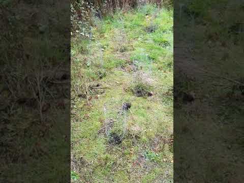 Pink Panties site Croptober shut down. pt 2 🦄💯🔥