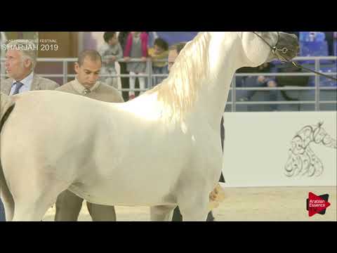 N 270 SALWAN AL ZOBAIR   Sharjah International 2019