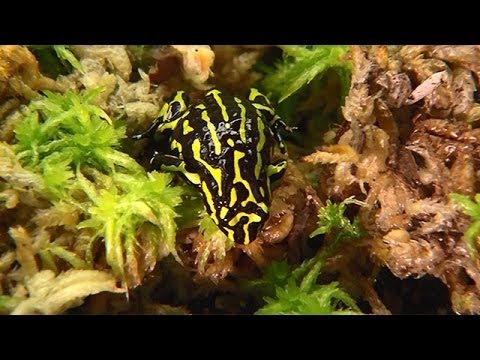 Saving the Australian corroborree frog