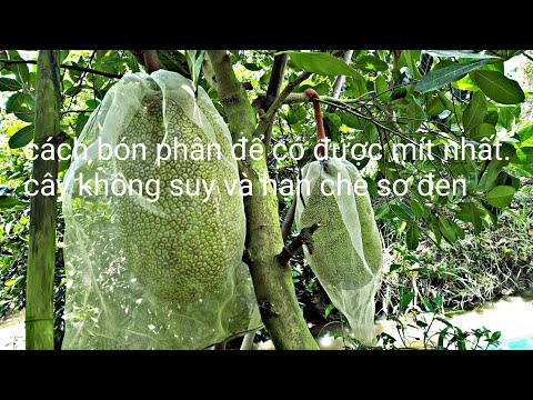 Cách bón phân cho mít để trái mít đạt loại 1. Hướng dẫn phân để trái mít mao lớn.