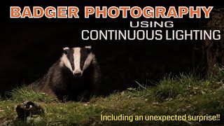 Wildlife Photography/ Badger Photography with Continuous Lighting