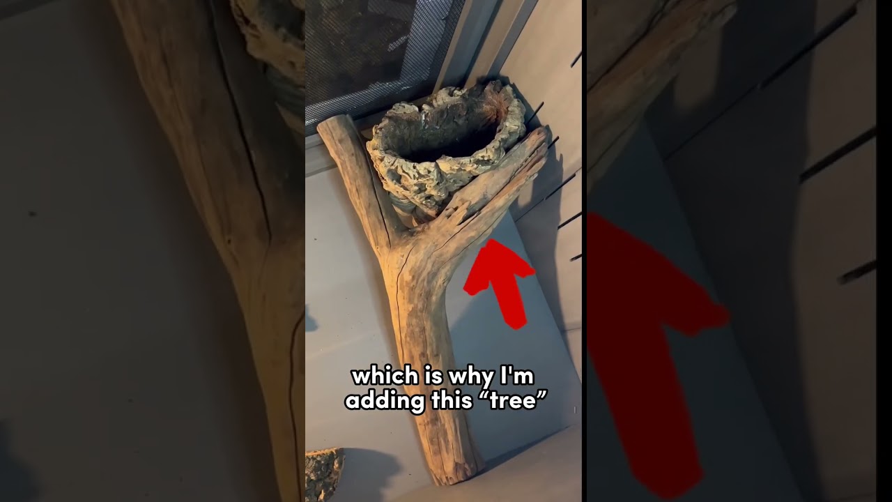 NEW BALL PYTHON SETUP