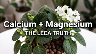 The Truth About Calcium in Semi Hydroponics (Water Report Revealed)