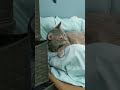 Grey Tabby Cat Likes To Laying Around Shorts