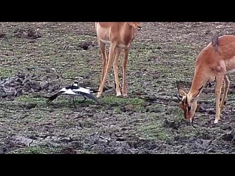 Djuma: Blacksmith Lapwings tell Impalas to stay away from their nest - 16:20 - 06/09/19