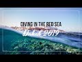 Diving in the Red Sea | Dahab 2019 (HQ), Dahab, Rotes Meer, Sinai Divers Backpackers, Sinai Divers, Backpackers DC, Dahab, Ägypten, Sinai-Nord ab Dahab