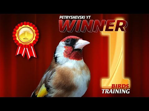 12h - The Best GOLDFINCH Song - Extra for Training