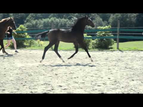 Hengstfohlen vom 21.01.2015 von Goldberg - Welt Hit IO