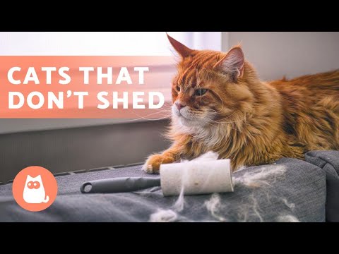 8 CAT BREEDS That SHED the LEAST 🐱