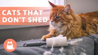 8 CAT BREEDS That SHED the LEAST 🐱