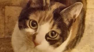 And then comes lividity - Gorguts Cover