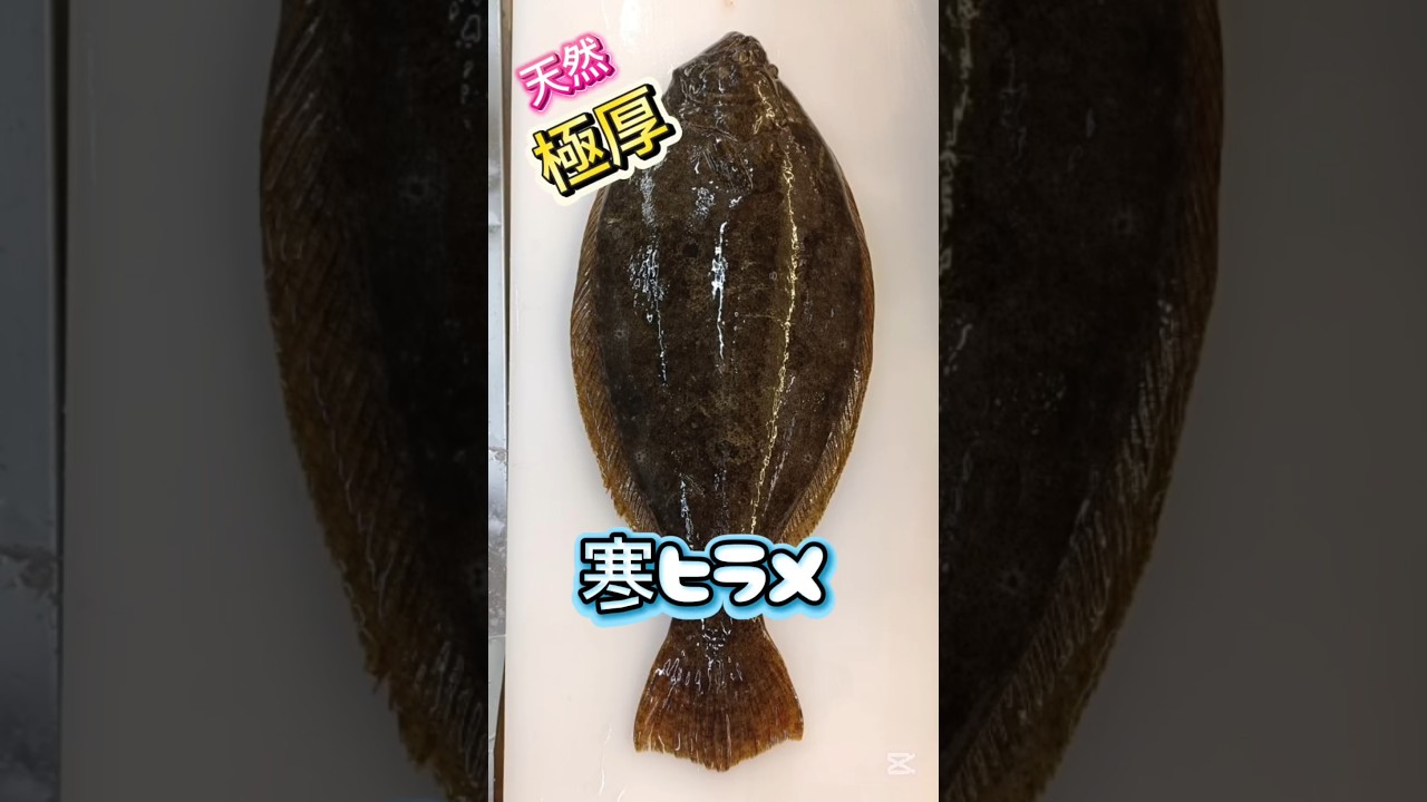 極厚ヒラメを捌いたら凄い歩留まり率を叩き出しました #ヒラメ刺身 #ヒラメ5枚おろし #ヒラメ捌き方