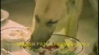 The Dog's Party - Matt McGinn