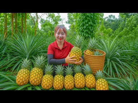 Harvesting Pineapple go to Market Sell  - How to grow pineapple | Lucia's Daily Life