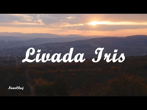 Near Cluj - Iris Orchard - Sunset