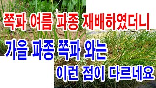 쪽파 7월 여름 파종 하였더니 8-9월가을 파종 쪽파와는 이런 점이 다르네요(쪽파 재배, 쪽파 심기, 쪽파 …