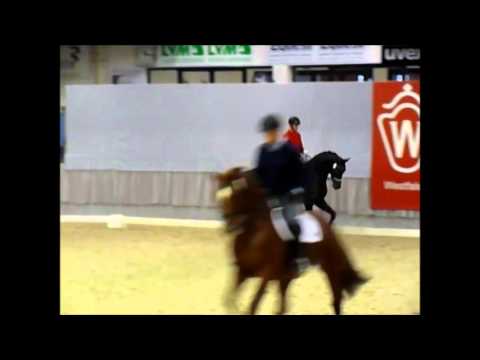 Hengst "Bernay", 30-Tage-VA-Test Handorf 2014 (2. Tag Abschlussprüfung)