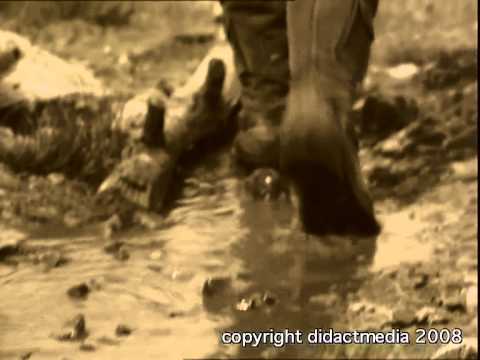 Streben der Mächte - Imperialism  era and concept